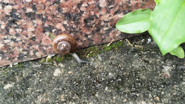 Oxychilus draparnaudi or&nbsp;Draparnaud's glass snail. It&nbsp;is a species of small&nbsp;land snail, a&nbsp;terrestrial&nbsp;pulmonate&nbsp;gastropod&nbsp;mollusc&nbsp;in the family&nbsp;Oxychilidae, the glass snails. Snail in wall rain season