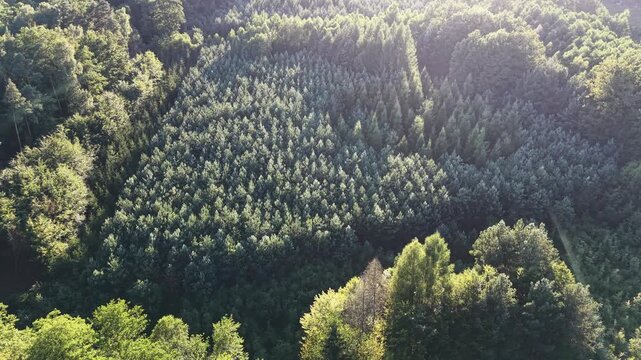 Aerial top down perspective of forestry restoration and young saplings
