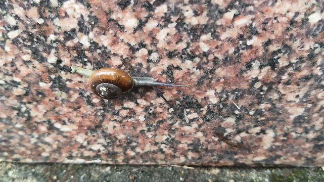 Oxychilus draparnaudi or&nbsp;Draparnaud's glass snail. It&nbsp;is a species of small&nbsp;land snail, a&nbsp;terrestrial&nbsp;pulmonate&nbsp;gastropod&nbsp;mollusc&nbsp;in the family&nbsp;Oxychilidae, the glass snails. Snail in wall rain season
