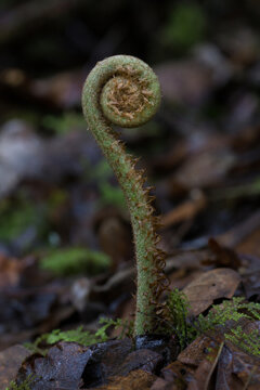 Involute fern fiddlehead in forest moss, growth and nature renewal concept