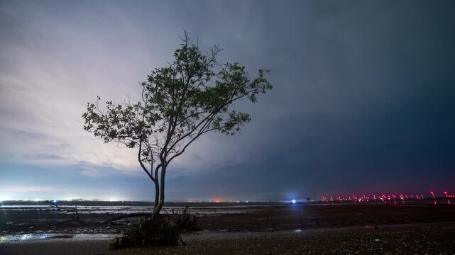 A lone mangrove tree stands on a muddy tidal shore under a cloudy night sky with distant city lights in coastal Vietnam.