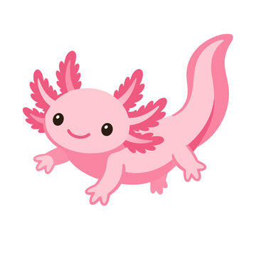 axolotl vector illustration
