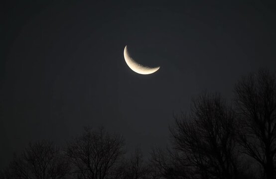 Crescent Moon in Dark Sky with Silhouetted Trees during Twilight Cinematic Motion