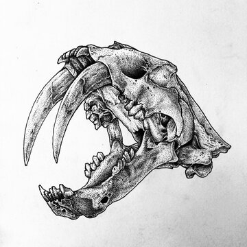 Detailed black and white illustration of a prehistoric saber toothed mammal skull with elongated canine teeth