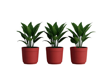Fototapeta premium Three matching leafy houseplants in red pots
