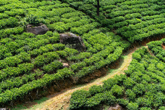 Tea bushes dotted by rocks, Labookellie Tea Estate, Nuwara Eliya, Sri Lanka