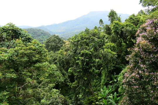 scenic view of lush green tropical rainforest canopy