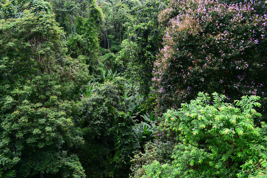 scenic view of lush green tropical rainforest canopy