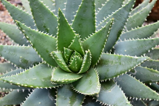 macro texture of Aloe broomii plant featuring sharp white teeth on thick fleshy leave