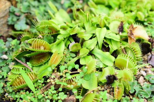 Macro detail of Venus flytrap plant trap and cilia hair trigger