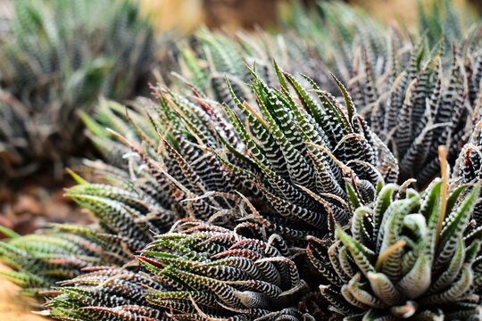 detail of Haworthiopsis attenuata Zebra Hawarthia succulents cluster