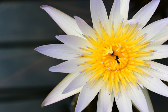 white water lily bloom with water droplet on petal in pond
