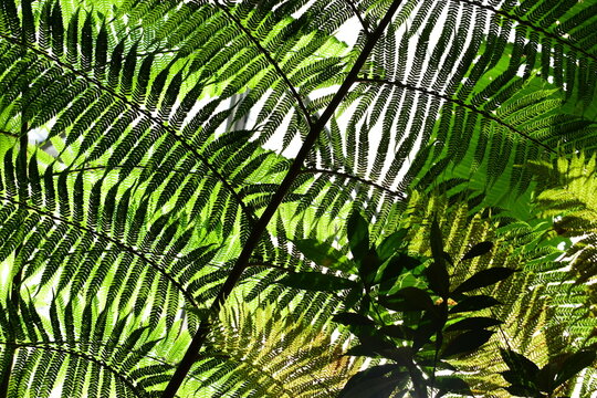 tropical tree fern canopy in rainforest with sunlight filtering through leave