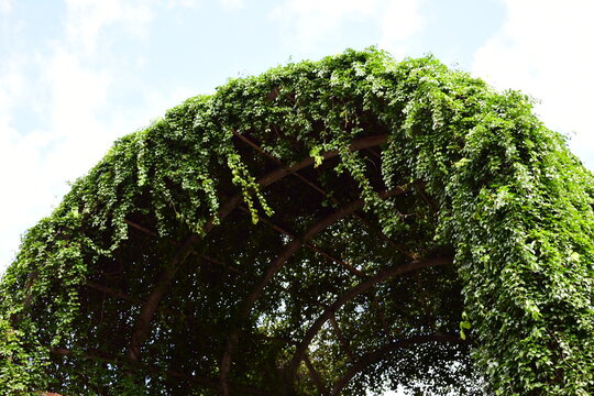 garden tunnel formed by denxe green climbing plant with a central focus opening