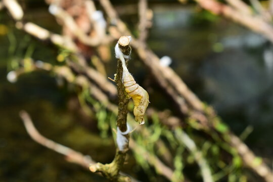 close up view of brown butterfly chrysalise hanging from a branch in a garden