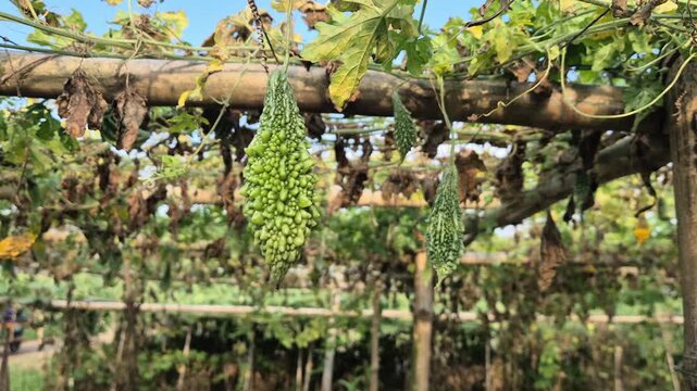 Fresh Bitter Gourd Hanging On Bamboo Trellis Macha In Farm Field Close Up