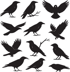 Fototapeta premium Black Crow Silhouette Set on transparent background 