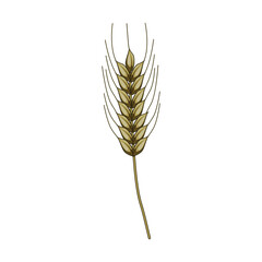 Fototapeta premium Wheat ear grain with a green stem and golden spikelets on a white background, symbolizing harvest, agriculture, and healthy eating