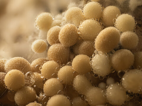 Macro Close-up of A group of slime mold Lycogala sp