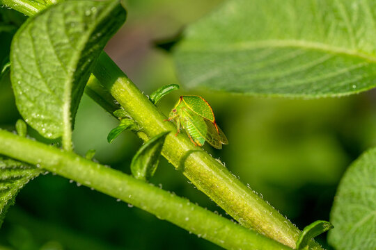 Green Buffalo Treehopper (Stictocephala bisonia) perfectly camouflaged in green foliage showing its characteristic thorn-like pronotum 