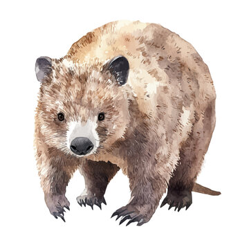 Wombat, watercolor illustration, vector isolated on a white background.