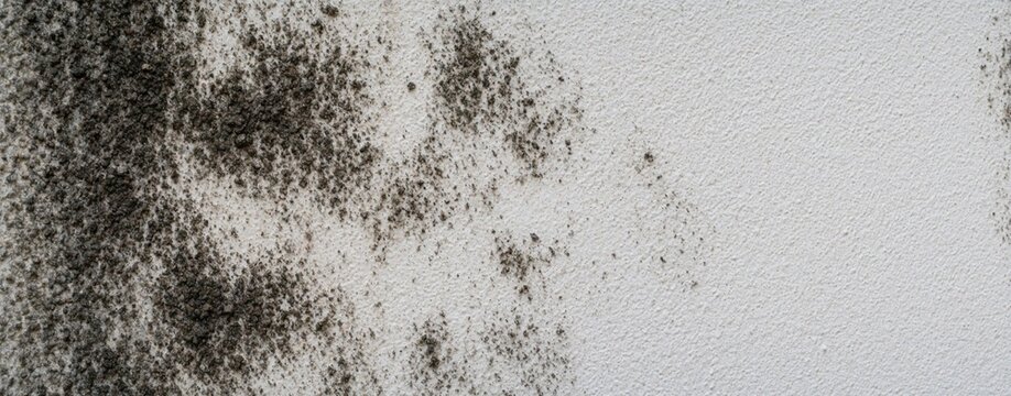 Black mold grows on white indoor wall surface. Dark mildew fungus spreads across damp plaster texture. Macro view shows toxic spore infestation, moisture damage problem. Large area of dirty moldy