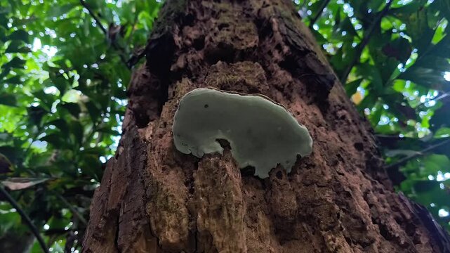 4K low angle footage of a white bracket mushroom growing on a decaying tree trunk in the forest.