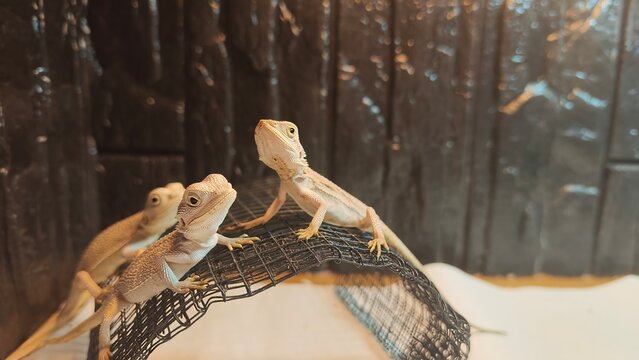 Bearded Dragons Climbing on Wire Mesh in a Reptile Enclosure