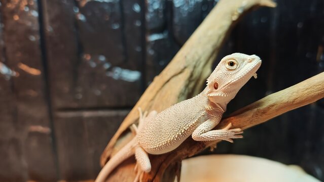 Close Up Portrait of a Bearded Dragon Resting on a Wooden Branch