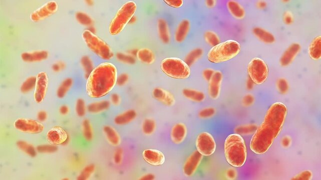 Rothia dentocariosa, 3D animation showing pleomorphic Gram positive bacteria associated with the oral microbiome, dental plaque and opportunistic infection including endocarditis.