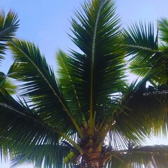 Summer vacation concept featuring tropical coconut palm foliage  - 1 © Bayu