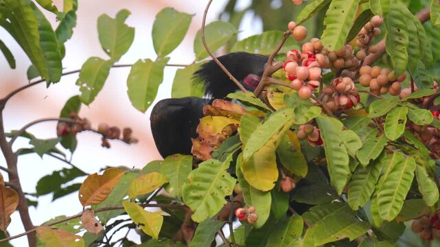 Wreathed Hornbill (Rhyticeros undulatus) bird eating Rohituka Tree wild fruit.