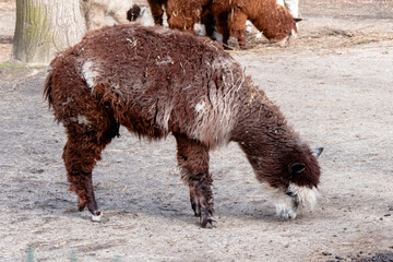 Naklejka premium Cute brown alpaca grazing on a farm outdoors on a sunny day