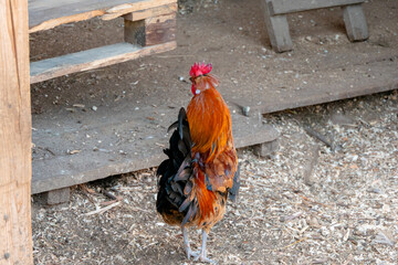 Colorful Rooster Standing in a Rustic Farmyard Near Wooden Structures © dizfoto1973