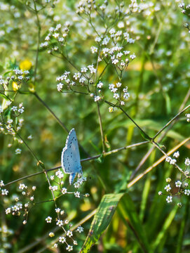 Amanda's blue butterfly is sitting on the yellow flower. Close up view