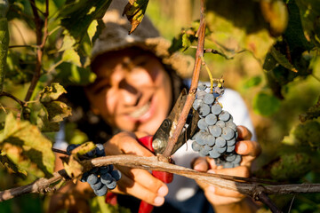Fototapeta premium close up of hands of young woman smiling during harvest of grapes for wine in a vineyard in italian countryside at sunset