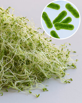 Raw alfalfa sprouts shown with magnified bacteria, representing pathogen contamination, foodborne outbreaks and microbiological risks in fresh produce