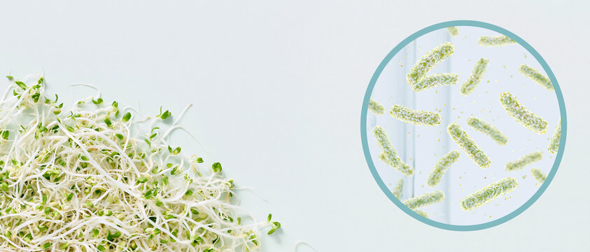 Fresh alfalfa sprouts with magnified bacteria and large copy space, illustrating food contamination and pathogen risks for food safety, health and recall communication