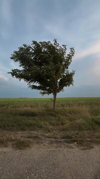 Solitary tree shaped by powerful wind standing in an open field under an overcast evening sky. Natural forces, climate and peaceful rural landscape theme. 4K vertical video.