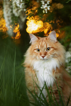 A photo of a ginger fluffy cat next to a flowering acacia tree.