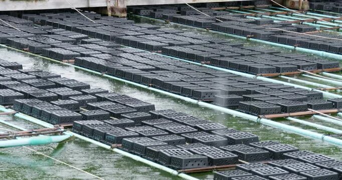 Aerial view of soft shell crab traps arranged in rows over water showcasing fishing practices.