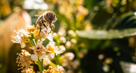 Honeybee pollinating delicate white cherry laurel blossoms in a sunlit garden setting. © Przemyslaw Iciak