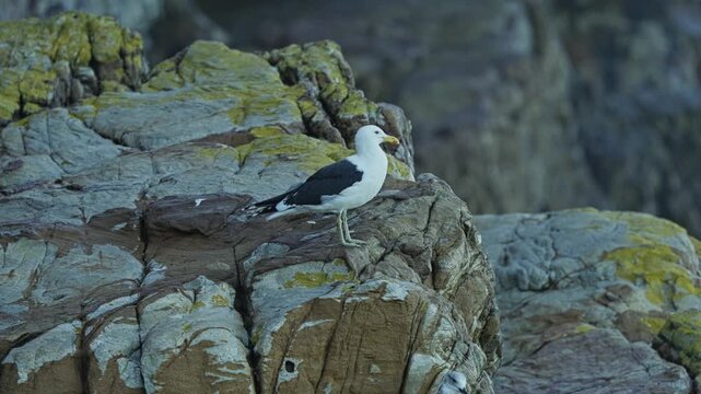 Close-up, Kelp gull standing on coastal rocks at Cape Point Nature Reserve, Cape of Good Hope, South Africa, surrounded by rugged shoreline habitat