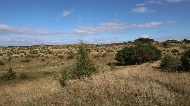 Beautiful pasture landscape of Nordby Bakker in Denmark with rolling green hills and cows on a sunny day in summer.