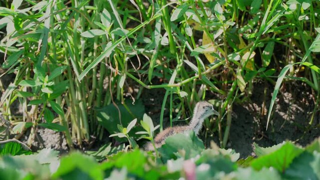 Tailed pheasant jacana chick exploring the world