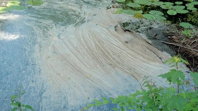A close-up shot of a dense swirl of brown and white scum, algae bloom, or pollen coating the surface of a slow-moving river or pond near the shore.