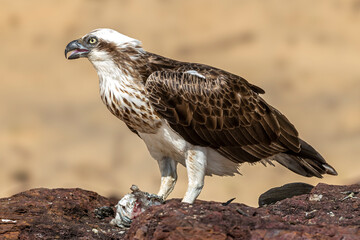 Fototapeta premium Australian Eastern Osprey eating fish meal