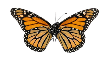 Fototapeta premium Bright orange and black butterfly flying with wings spread isolated on transparent background