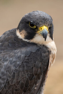 A Peregrine Falcon Bird Of Prey Showing Detailed Plumage