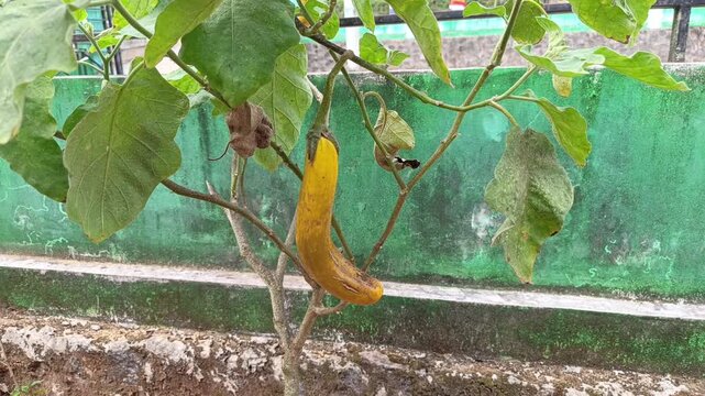 Stock video of yellow maturing eggplant hanging on green branch in rural outdoor garden environment.